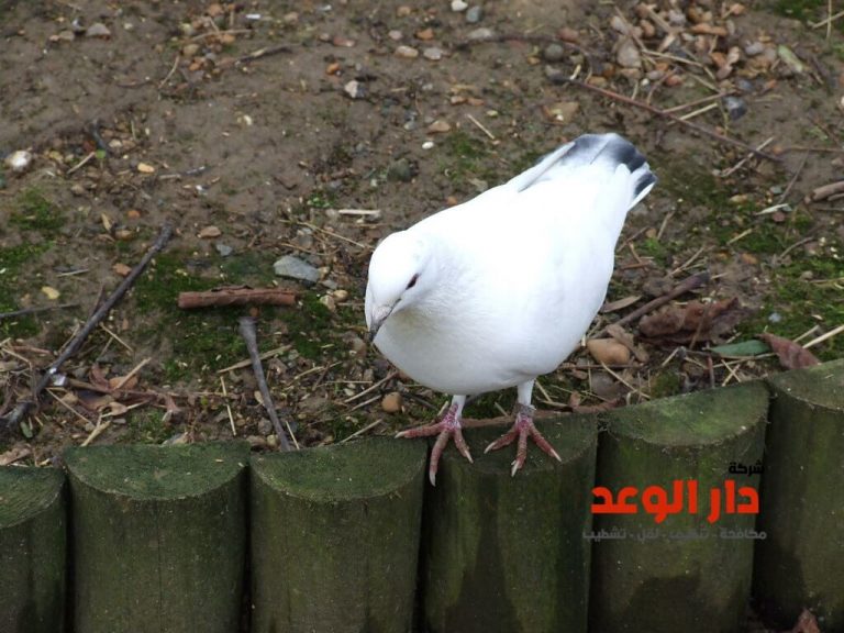 شركة تركيب طارد الحمام بالرياض