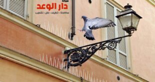 شركة تركيب طارد الحمام بنجران