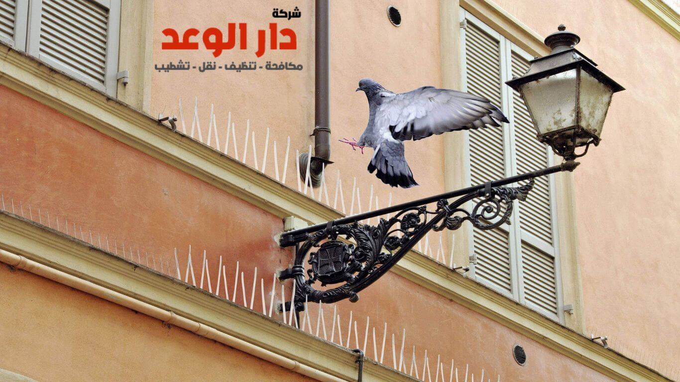 شركة تركيب طارد الحمام بنجران